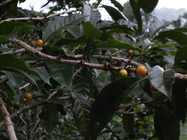 Finca La Huerta