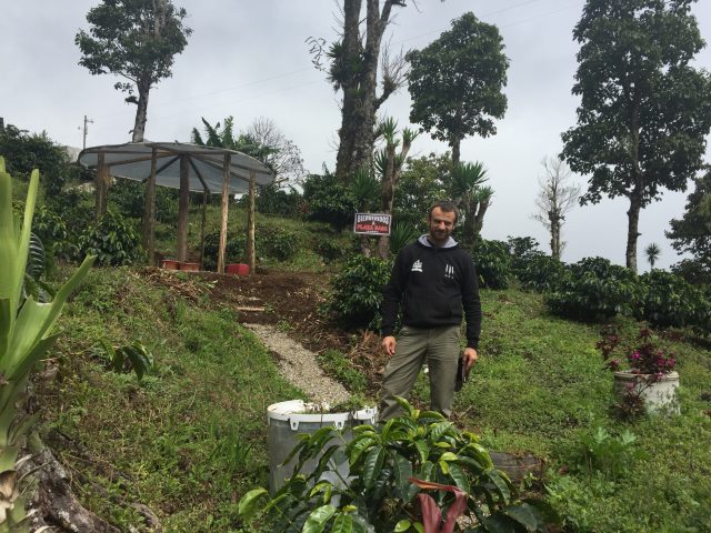 Planting parainema