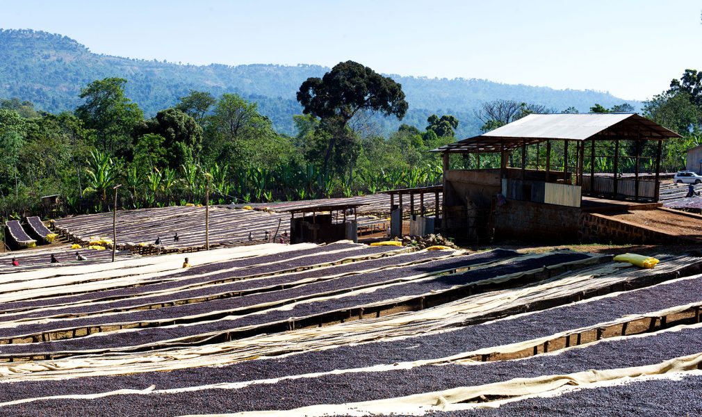 Rows of coffee beans drying in the sun